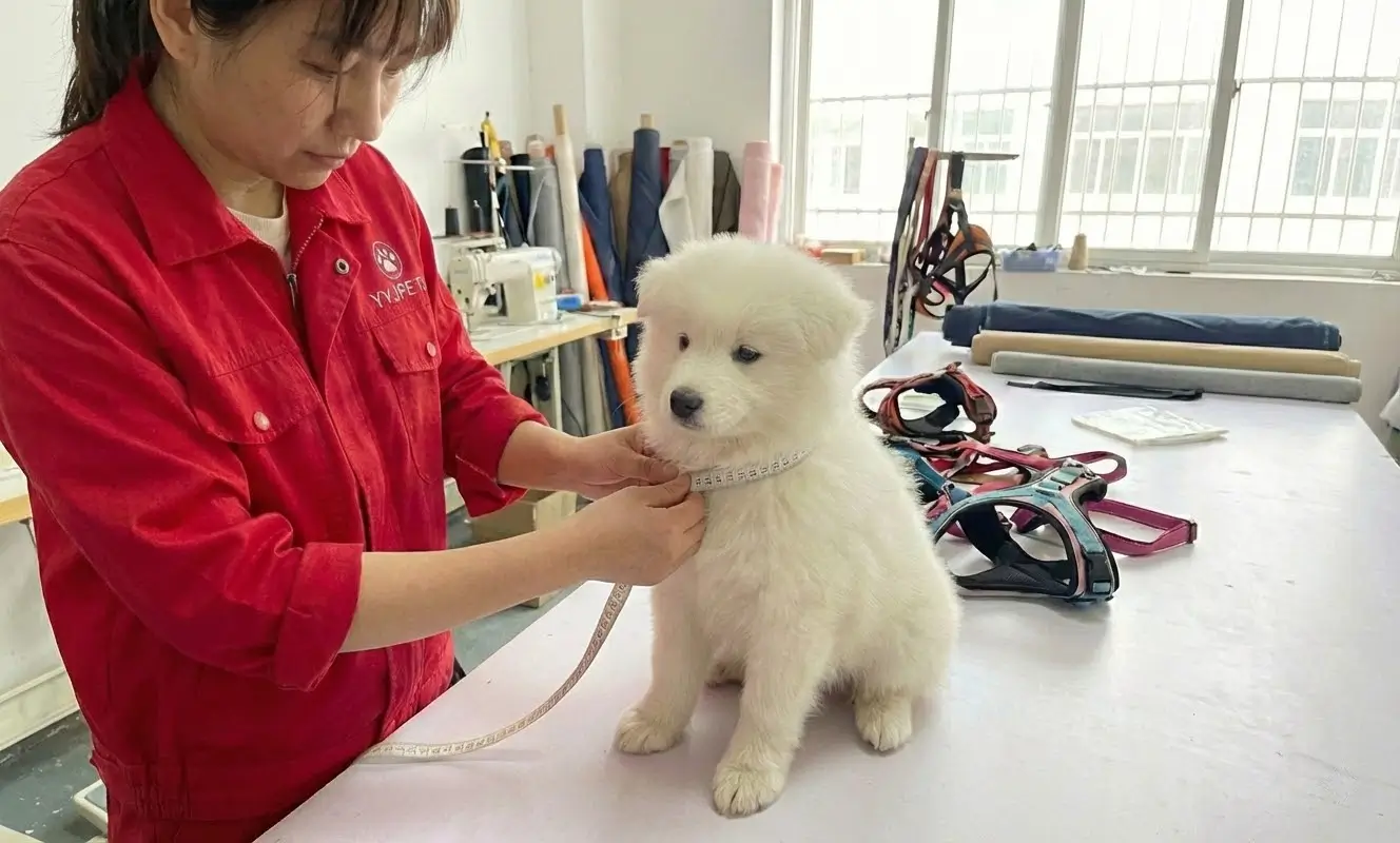 Measure dog neck size